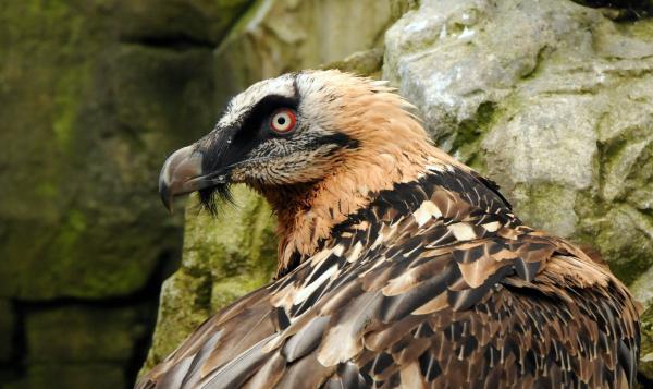Quebrantahuesos - Características del quebrantahuesos  