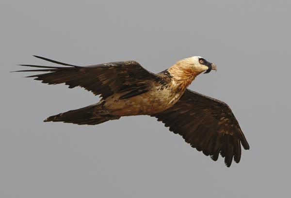 Quebrantahuesos - Cómo caza el quebrantahuesos  