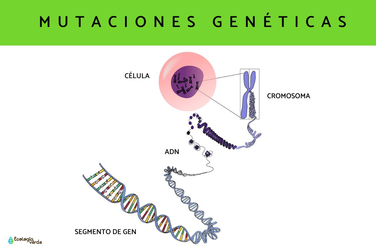 Mutaciones genéticas: ejemplos y definición