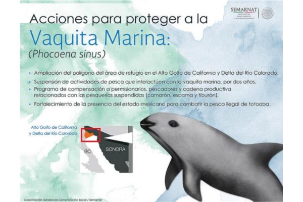 Vaquita marina - Amenazas y conservación de la vaquita marina