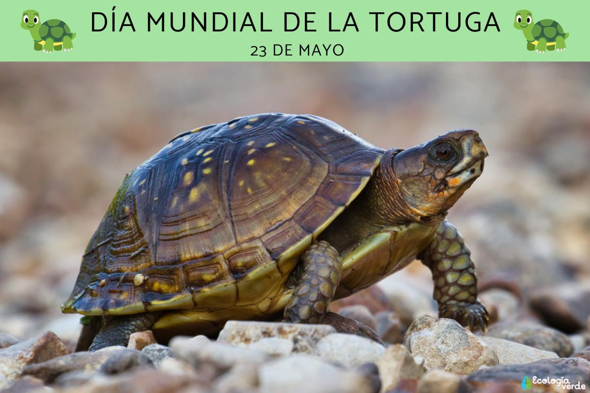 Día Mundial de la Tortuga: cuándo es, por qué y cómo celebrarlo