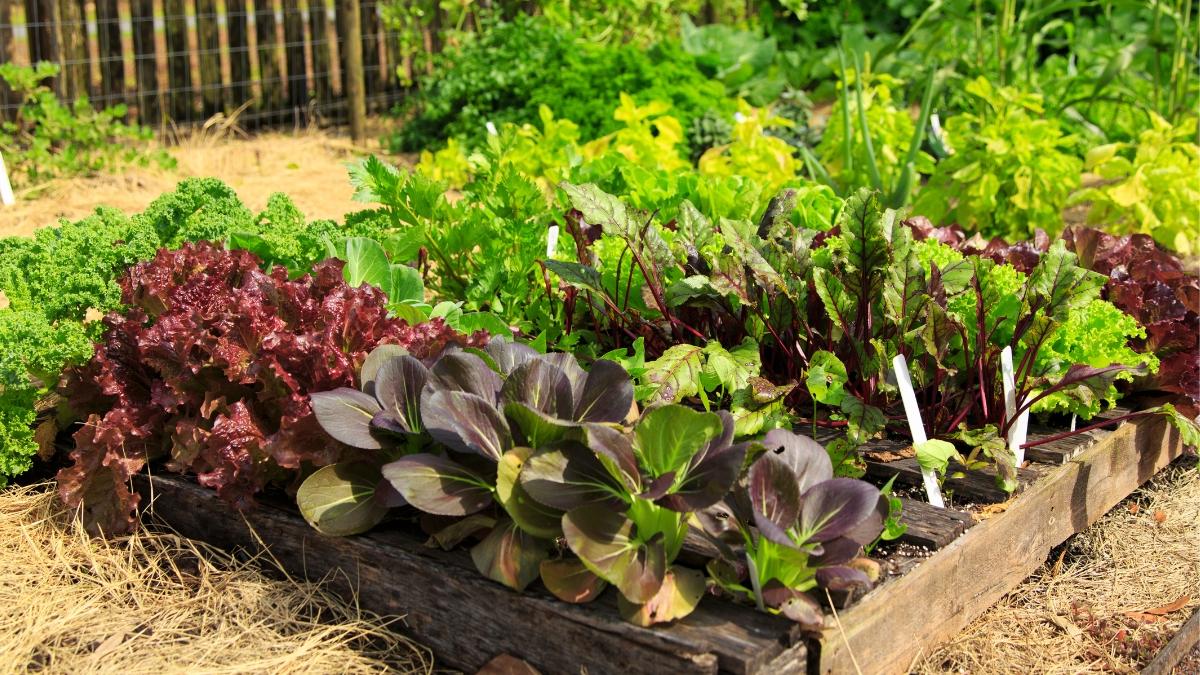 Qué plantar en agosto en el huerto en España: calendario, plantas y tareas para prepararlo para el otoño