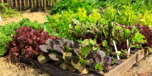 Qué plantar en agosto en el huerto en España: calendario, plantas y tareas para prepararlo para el otoño