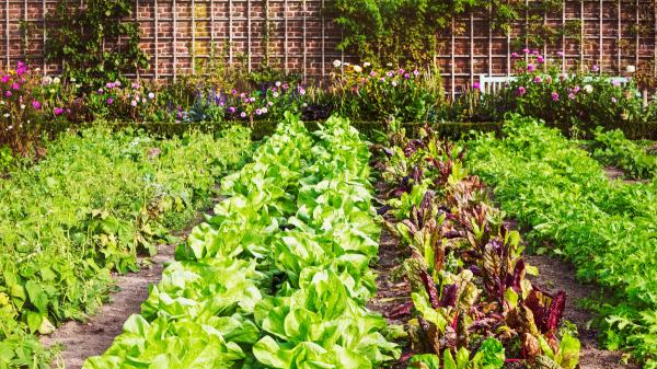 Qué plantar en agosto en el huerto en España: calendario, plantas y tareas para prepararlo para el otoño - Qué plantar en agosto en España según el clima: las hortalizas que puedes sembrar en cada zona