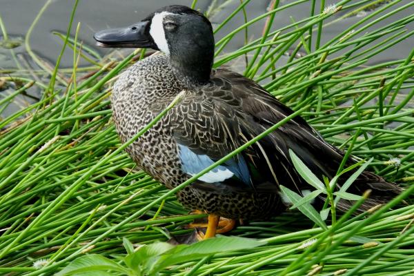 Tipos de patos - Cerceta alas azules (Spatula discors)