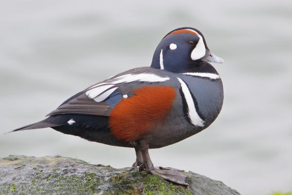 Tipos de patos - Pato arlequín (Histrionicus histrionicus)