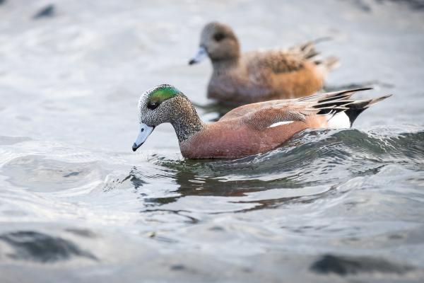 Tipos de patos - Pato chalcuán (Mareca americana)