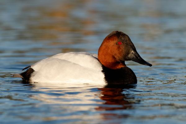 Tipos de patos - Pato cocoaxtle (Aythya valisineria)
