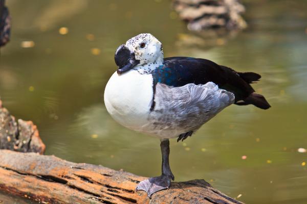 Tipos de patos - Pato crestudo afroasiático (Sarkidiornis melanotos)