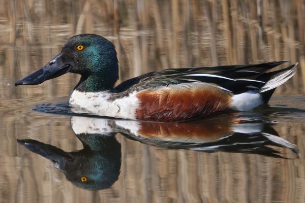 Tipos de patos - Pato cucharón norteño (Spatula clypeata)