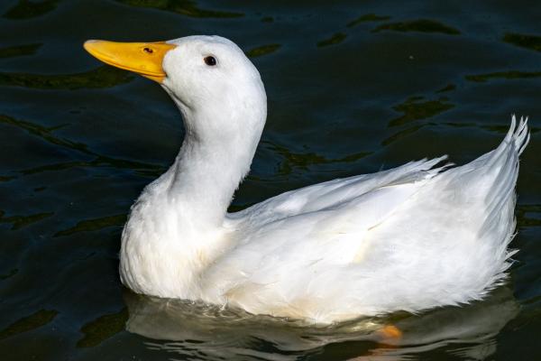 Tipos de patos - Pato doméstico (Anas platyrhynchos domesticus)