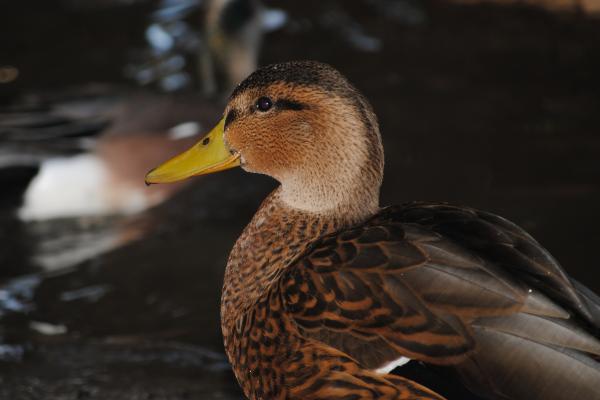 Tipos de patos - Pato mexicano (Anas diazi)