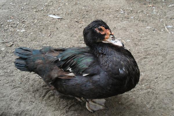 Tipos de patos - Pato real mexicano (Cairina moschata)