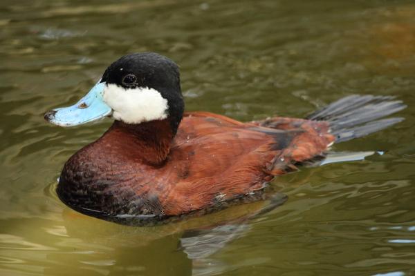 Tipos de patos - Pato tepalcate (Oxyura jamaicensis)