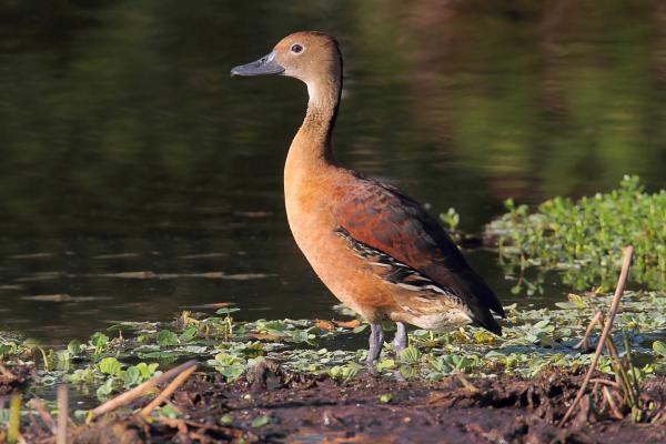 Tipos de patos - Pijije canelo (Dendrocygna bicolor)
