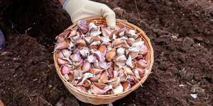 Planta ajos este otoño y tendrás una cosecha en verano: cómo hacerlo paso a paso para que crezcan grandes