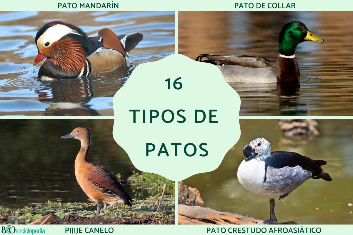Tipos de patos