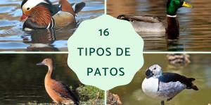 Tipos de patos