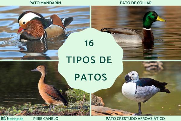 Tipos de patos