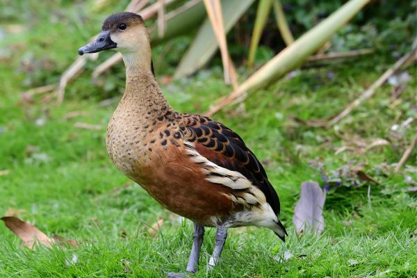 Tipos de patos - Yaguasa errante (Dendrocygna arcuata)