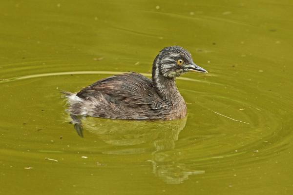 Tipos de patos - Zambullidor menor (Tachybaptus dominicus)