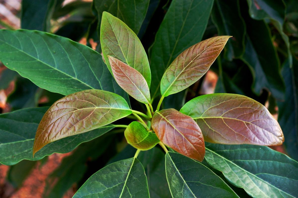 Aguacate con las hojas marrones: por qué y cómo tratarlo