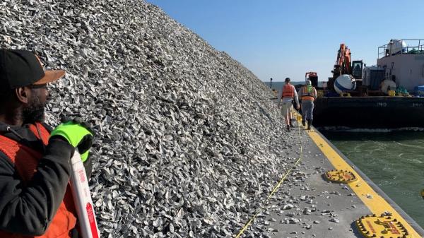 Plantan 2.490 millones de semillas de ostras y recuperan 139 hectáreas de arrecifes saludables en Maryland - Así han conseguido recuperar los arrecifes de ostras en Maryland