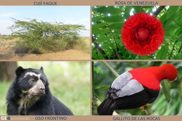 Pico Bolívar - Flora y fauna del pico Bolívar