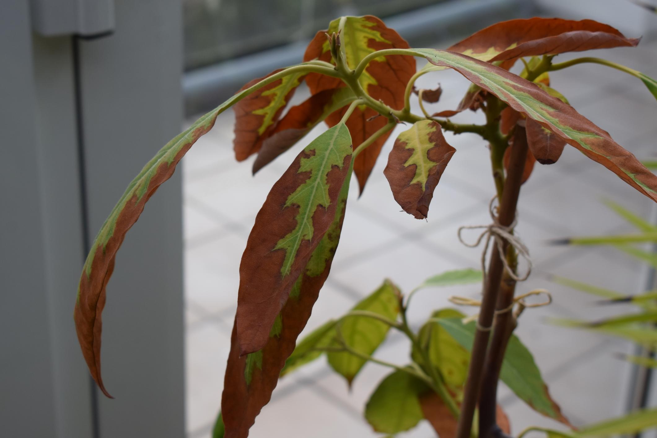 Aguacate con las hojas marrones por qué y cómo tratarlo Guía