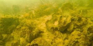 Plantan 2.490 millones de semillas de ostras y recuperan 139 hectáreas de arrecifes saludables en Maryland