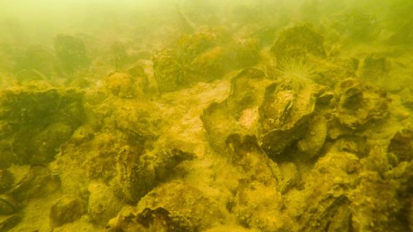 Plantan 2.490 millones de semillas de ostras y recuperan 139 hectáreas de arrecifes saludables en Maryland
