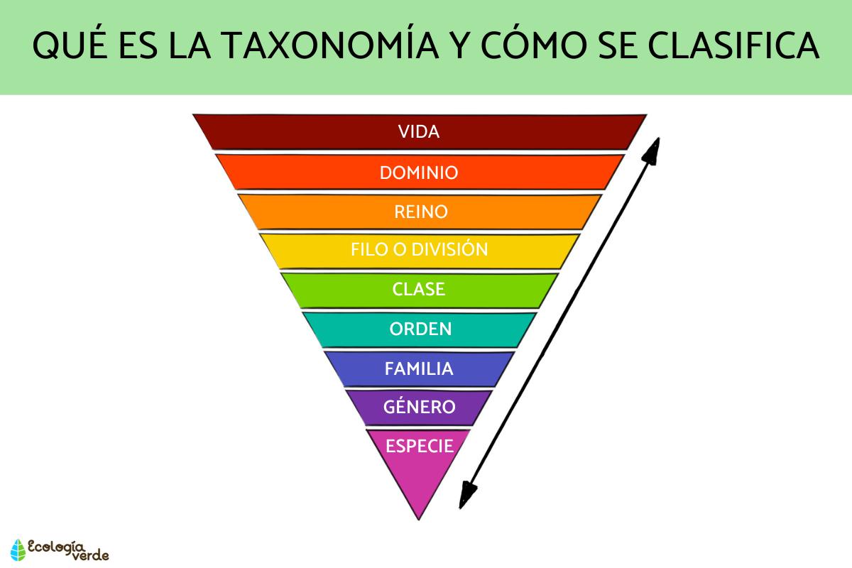 Qué es la taxonomía y cómo se clasifica
