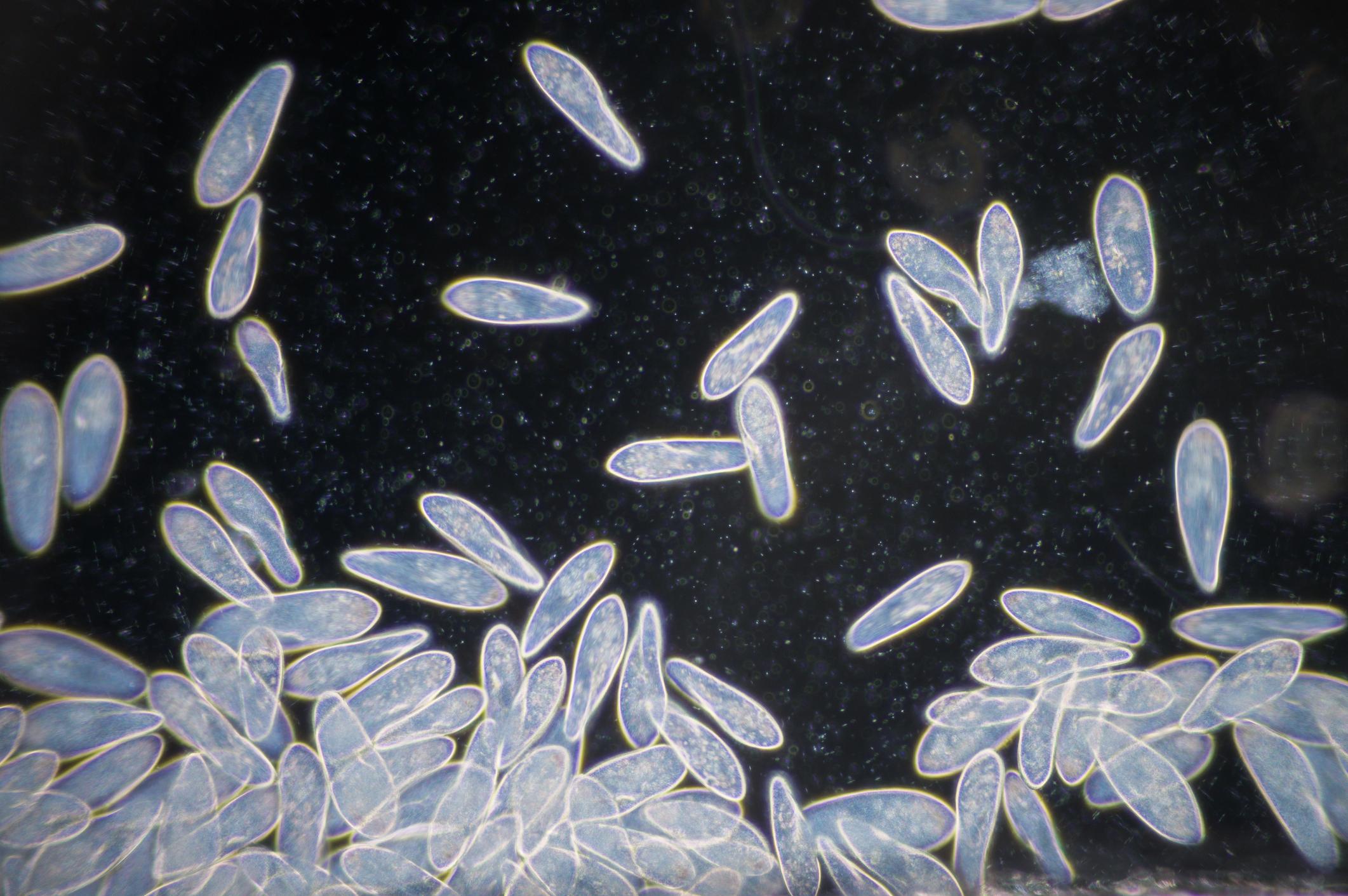 Qué es la taxonomía y cómo se clasifica Resumen