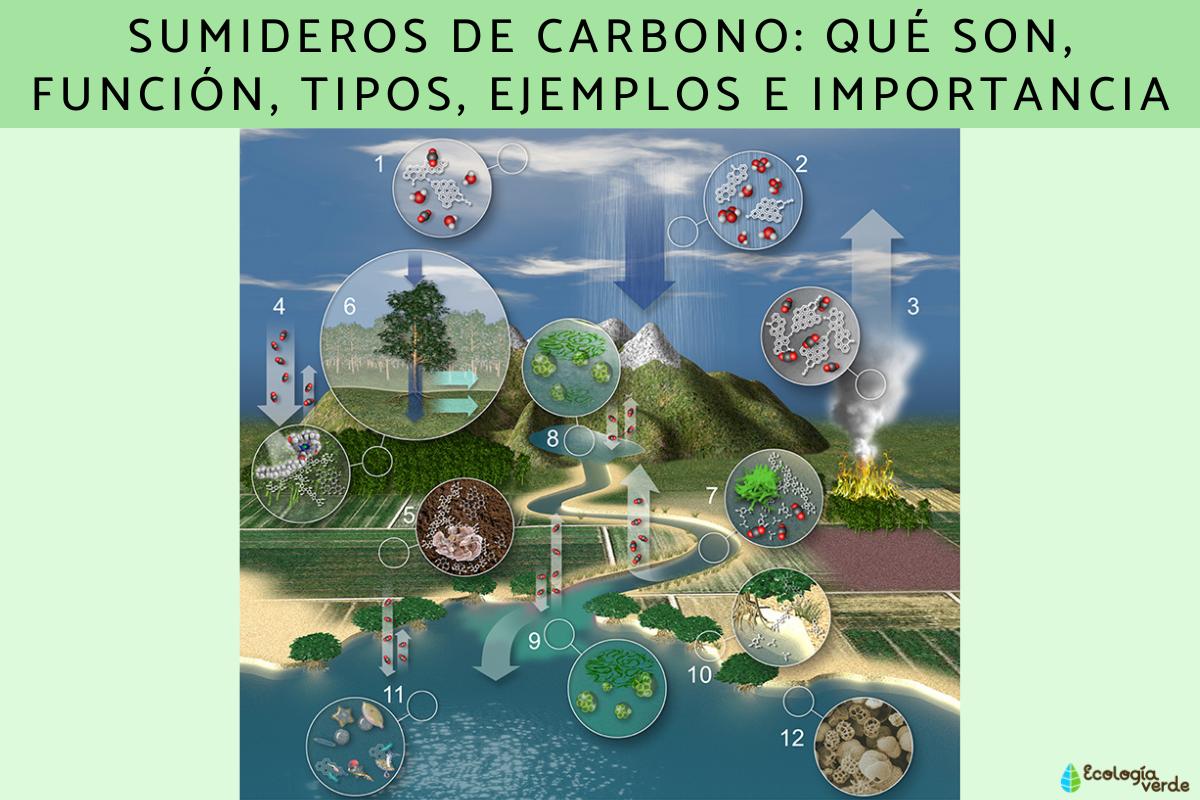 Sumideros de carbono: qué son, función, tipos, ejemplos e importancia