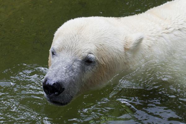 ¿Por qué los osos polares son blancos? ¿Es su color real? - ¿De qué color es la piel de los osos polares?