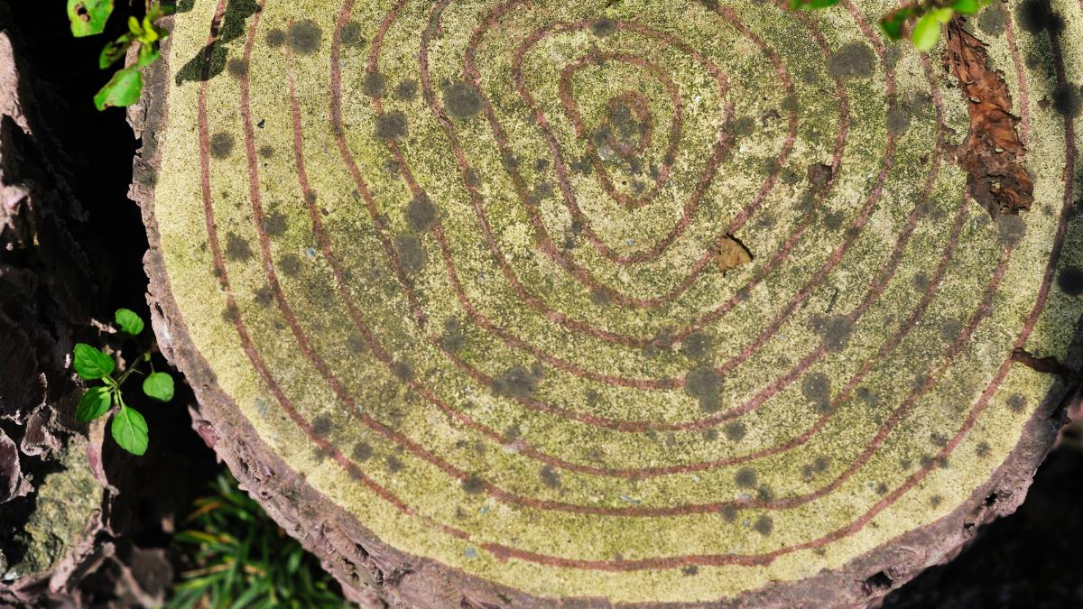 Dendrocronología: qué es, en qué consiste y para qué sirve esta ciencia