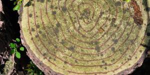 Dendrocronología: qué es, en qué consiste y para qué sirve esta ciencia