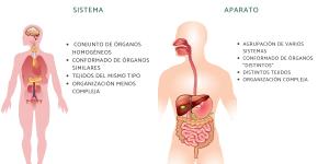 Diferencia entre sistema y aparato