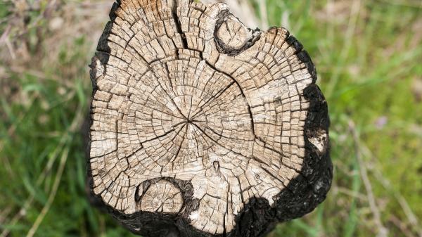 Dendrocronología: qué es, en qué consiste y para qué sirve esta ciencia - ¿Para qué sirve la dendrocronología? ¿Cuáles son sus aplicaciones?