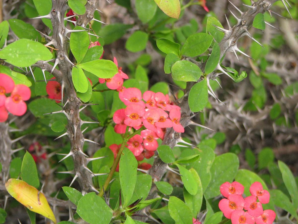 Plantas con espinas
