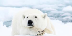 ¿Por qué los osos polares son blancos? ¿Es su color real?