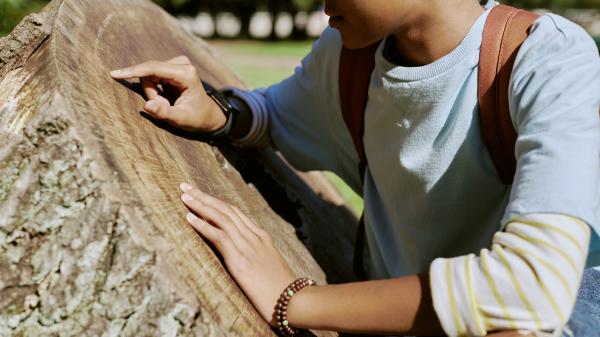 Dendrocronología: qué es, en qué consiste y para qué sirve esta ciencia - ¿Qué es la ciencia de la dendrocronología?