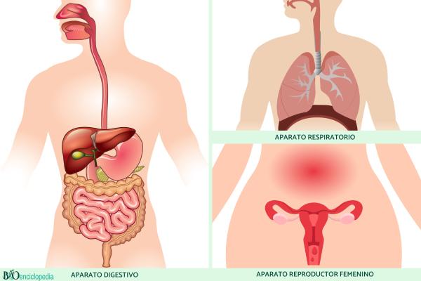 Diferencia entre sistema y aparato - Tipos de aparatos del cuerpo humano 