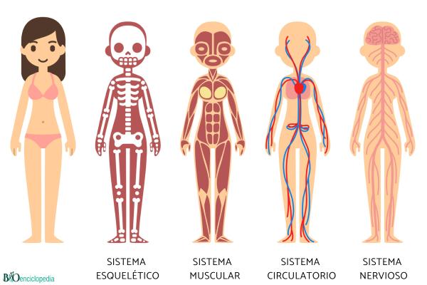 Diferencia entre sistema y aparato - Tipos de sistemas del cuerpo humano 