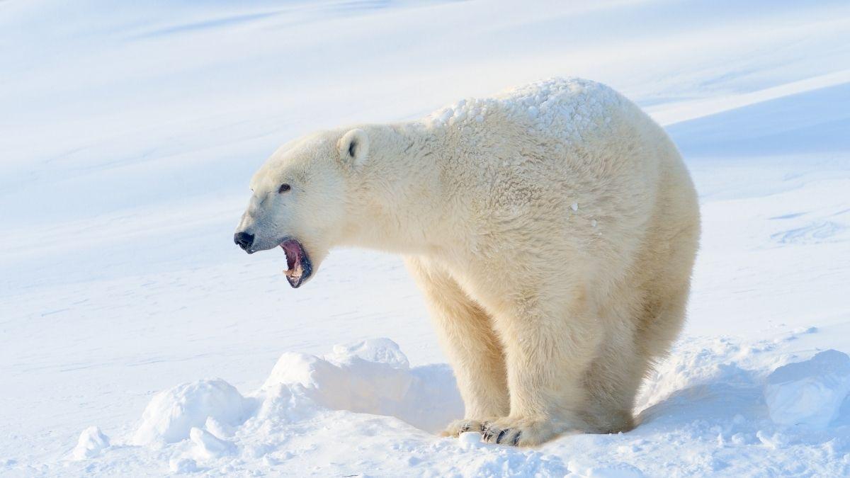 Animales que soportan el frío extremo: especies que viven bajo cero