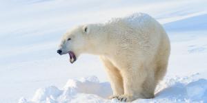 Animales que soportan el frío extremo: especies que viven bajo cero