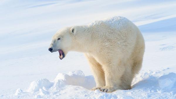 Animales que soportan el frío extremo: especies que viven bajo cero