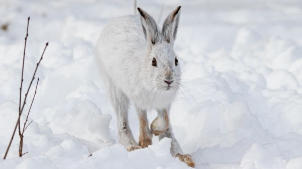 Animales que soportan el frío extremo: especies que viven bajo cero - Liebre del Ártico