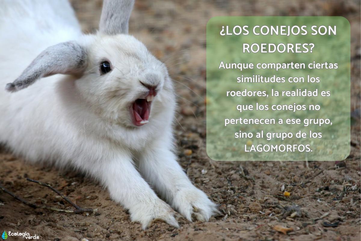 ¿Los conejos son roedores?