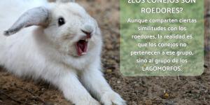 ¿Los conejos son roedores?